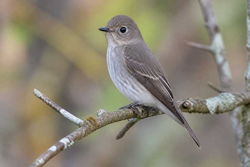 Image of a Dark-sided Flycatcher in its natural habitat