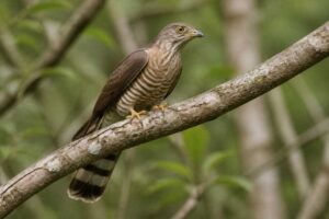 Image of a Dark Hawk-Cuckoo in its natural habitat