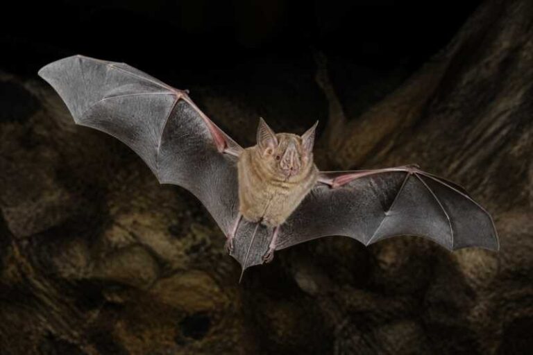 Image of a Darling's Horseshoe Bat in its natural habitat