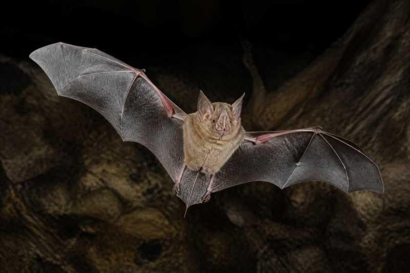 Image of a Darling's Horseshoe Bat in its natural habitat