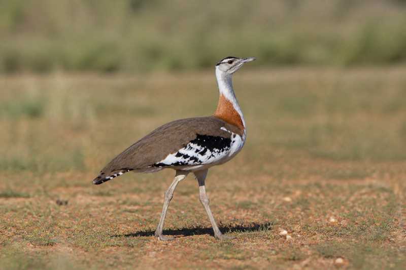 Image of a Denham's Bustard in its natural habitat
