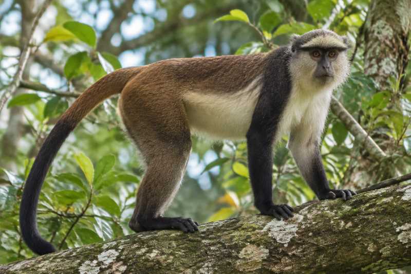Image of a Dent's Monkey in its natural habitat