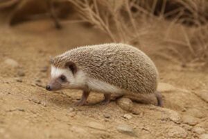 Image of a Desert Hedgehog in its natural habitat
