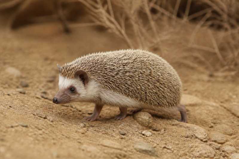 Image of a Desert Hedgehog in its natural habitat