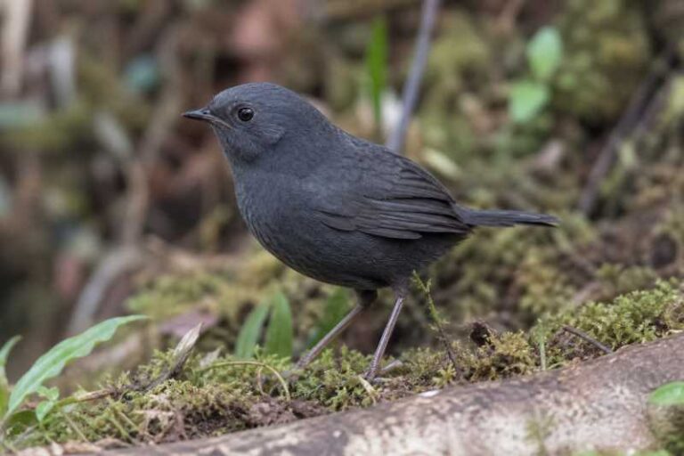 Image of a Diademed Tapaculo in its natural habitat