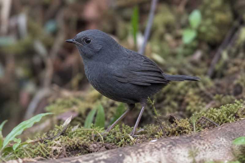 Image of a Diademed Tapaculo in its natural habitat