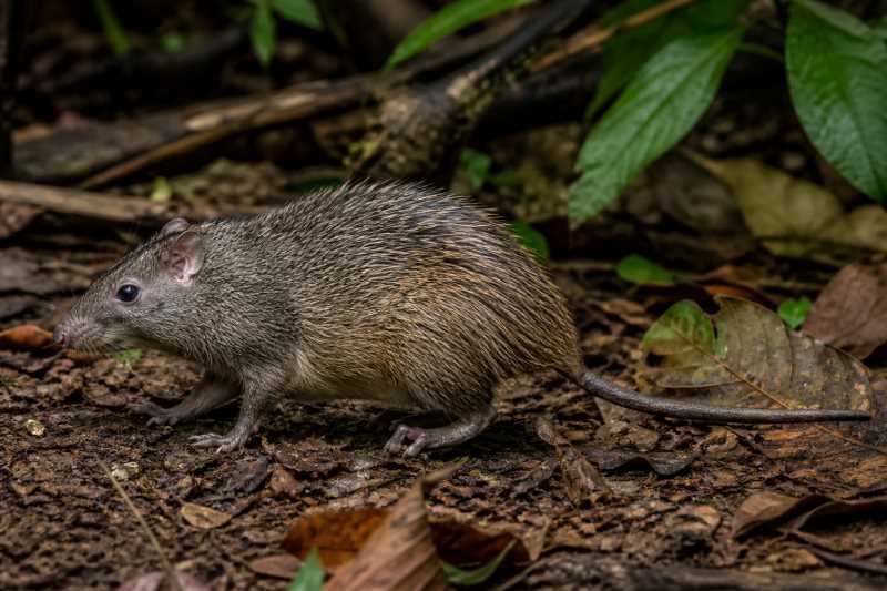 Image of a Dollman's Sulawesi Spiny Rat in its natural habitat