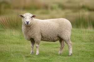 Image of a Domestic Sheep in its natural habitat