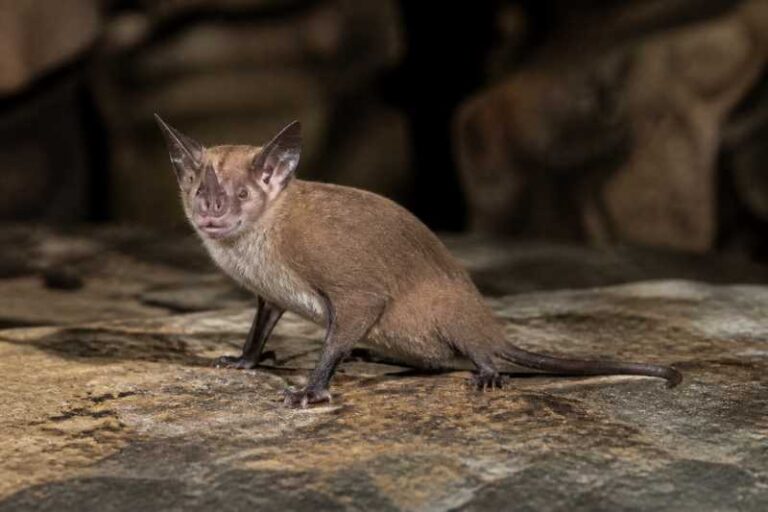 Image of a Dong Bac Trident Bat in its natural habitat