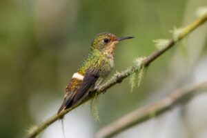 Image of a Dot-eared Coquette in its natural habitat