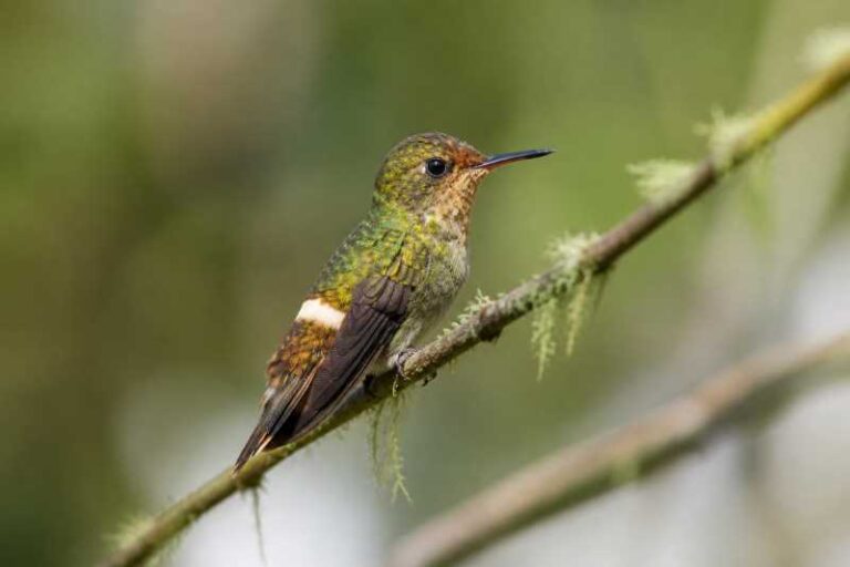 Image of a Dot-eared Coquette in its natural habitat