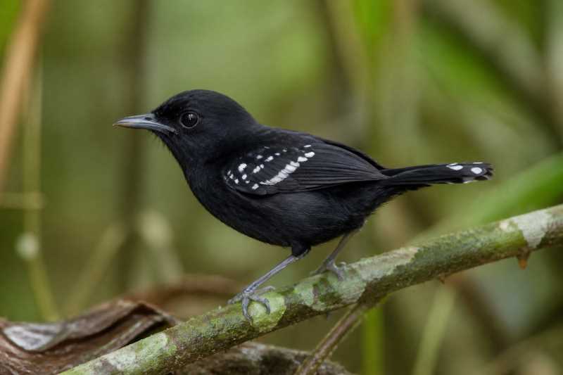 Image of a Dot-winged Antwren in its natural habitat