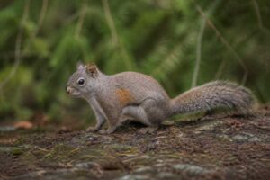 Image of a Douglas's Squirrel in its natural habitat