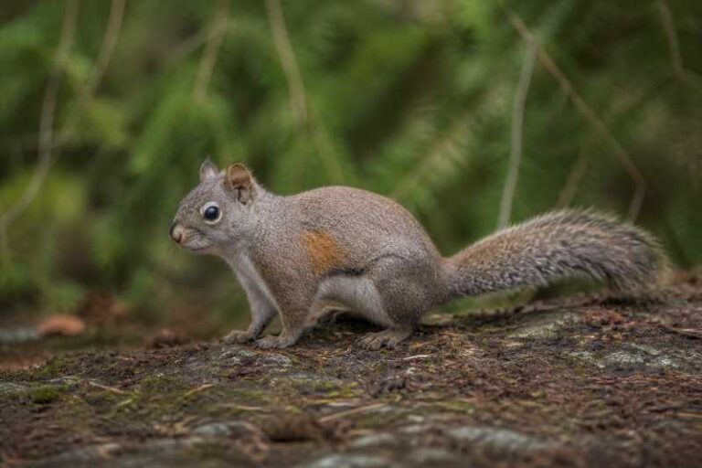 Image of a Douglas's Squirrel in its natural habitat