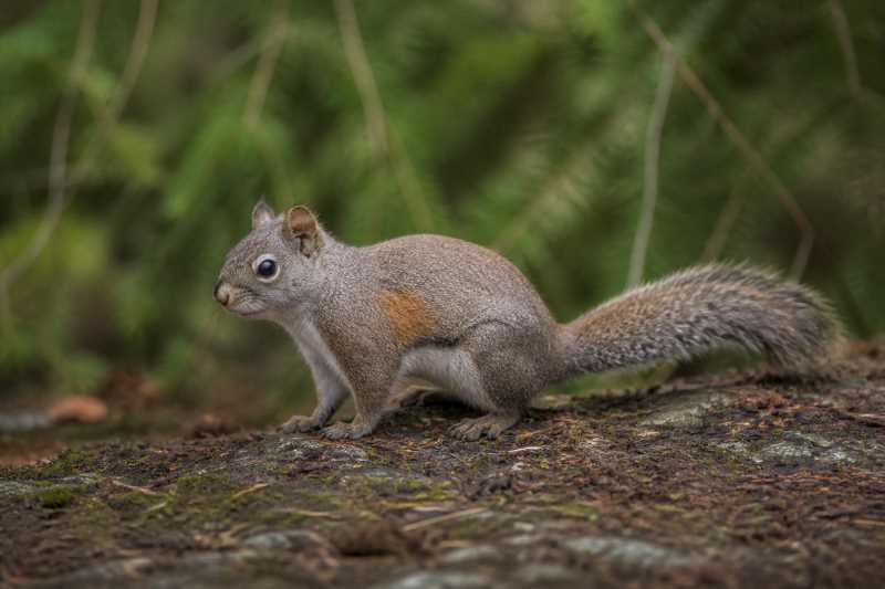 Image of a Douglas's Squirrel in its natural habitat