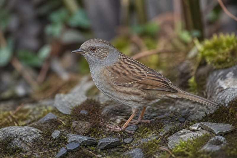 Image of a Dunnock in its natural habitat
