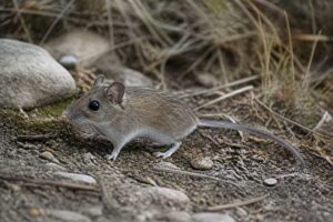 Image of a Durango Deermouse in its natural habitat