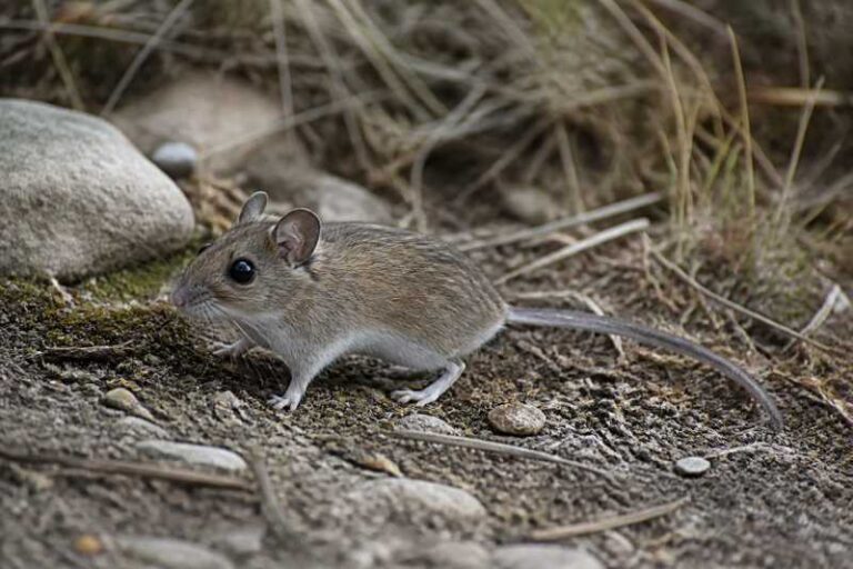 Image of a Durango Deermouse in its natural habitat