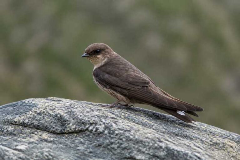 Image of a Dusky Crag Martin in its natural habitat
