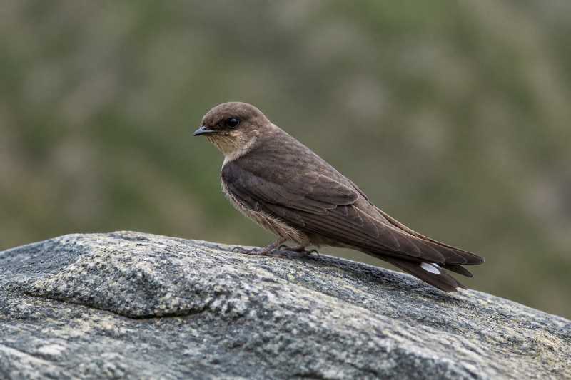 Image of a Dusky Crag Martin in its natural habitat