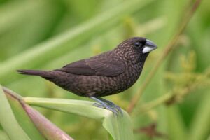 Image of a Dusky Munia in its natural habitat