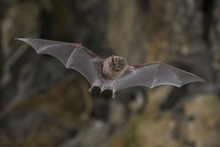 Image of a Dwarf Free-tailed Bat in its natural habitat