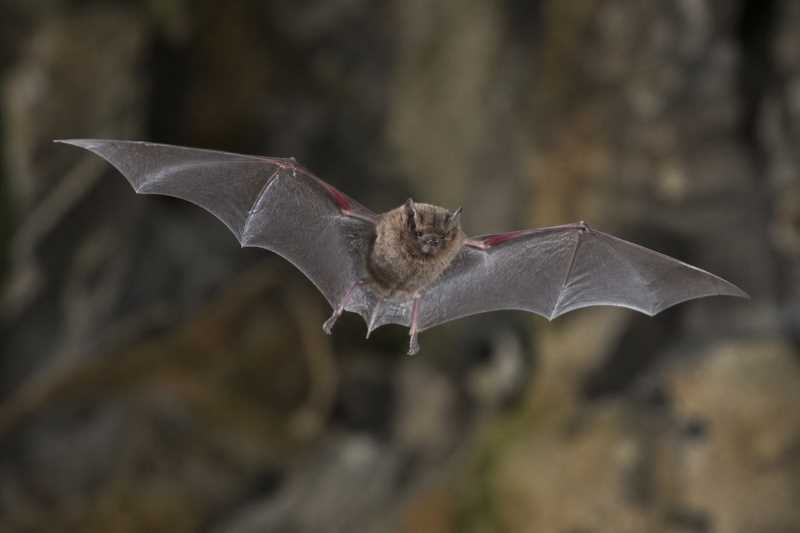 Image of a Dwarf Free-tailed Bat in its natural habitat