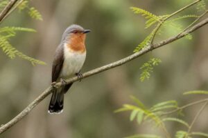 Image of a Dwarf Cuckoo in its natural habitat