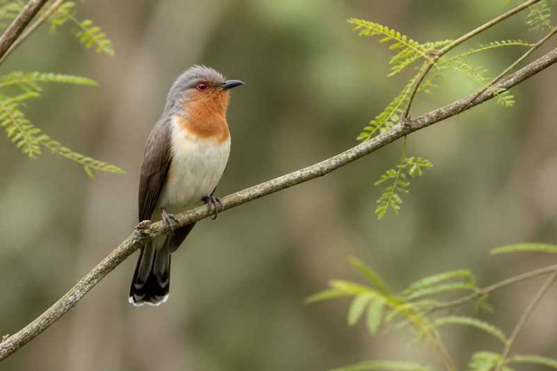 Image of a Dwarf Cuckoo in its natural habitat