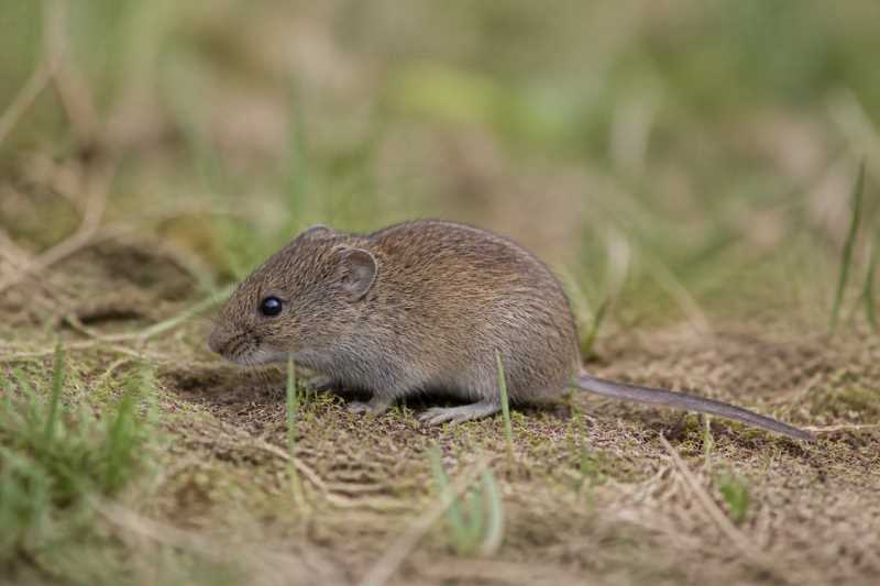 Image of a East European Gray Vole in its natural habitat
