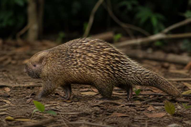 Image of a Eastern Amazonian Dwarf Porcupine in its natural habitat