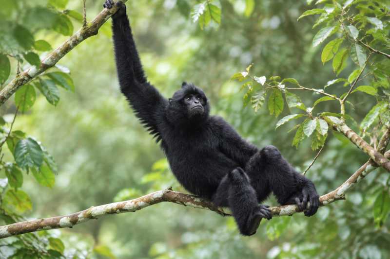 Image of a Eastern Black Crested Gibbon in its natural habitat
