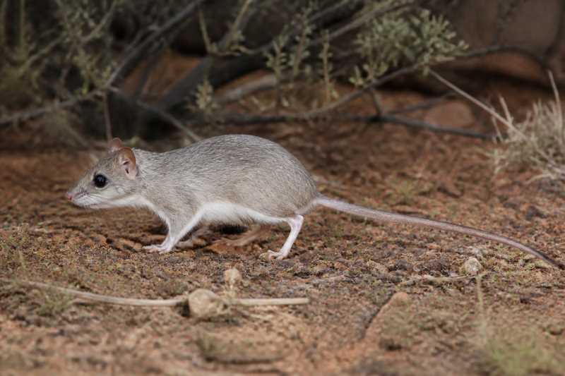 Image of a Eastern Kultarr in its natural habitat