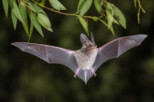 Image of a Eastern Long-eared Bat in its natural habitat
