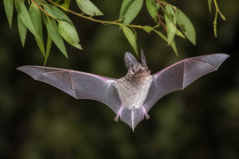 Image of a Eastern Long-eared Bat in its natural habitat