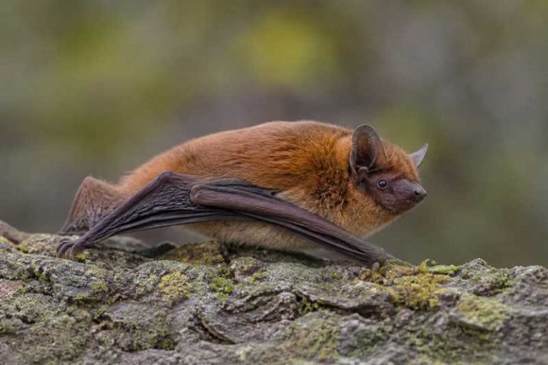 Image of a Eastern Red Bat in its natural habitat