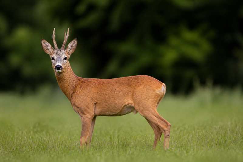 Image of a Eastern Roe Deer in its natural habitat