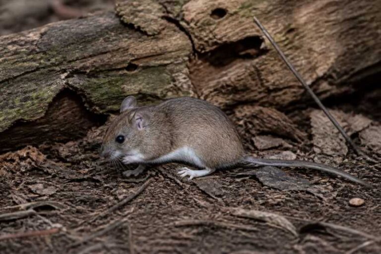 Image of a Eastern Woodrat in its natural habitat