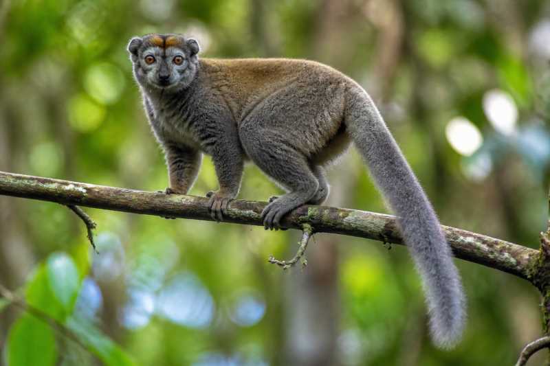 Image of a Eastern Woolly Lemur in its natural habitat