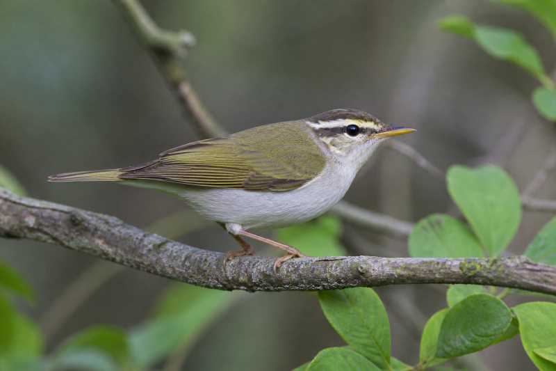 Image of a Eastern Crowned Warbler in its natural habitat