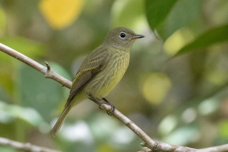 Image of a Eastern Olivaceous Flatbill in its natural habitat