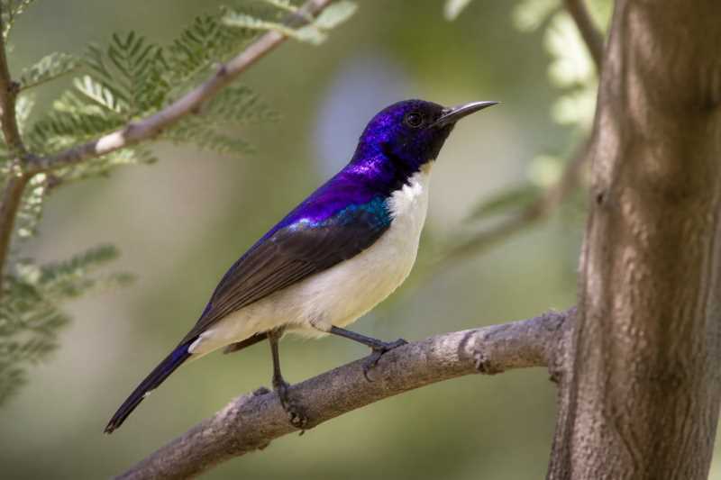 Image of a Eastern Violet-backed Sunbird in its natural habitat