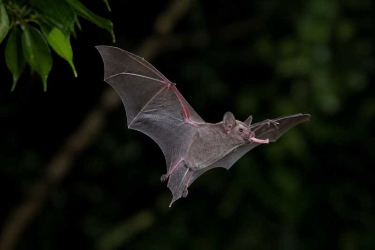 Image of a Ecuadorian Long-tongued Bat in its natural habitat