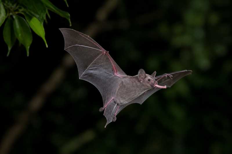 Image of a Ecuadorian Long-tongued Bat in its natural habitat