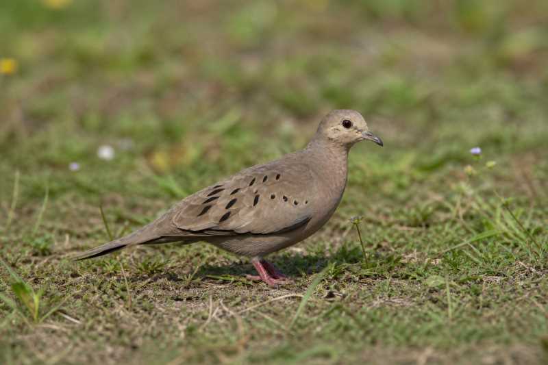 Image of a Ecuadorian Ground Dove in its natural habitat
