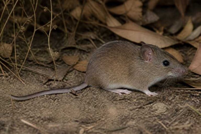 Image of a Edwards's Long-clawed Mouse in its natural habitat