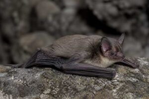 Image of a Elegant Myotis in its natural habitat