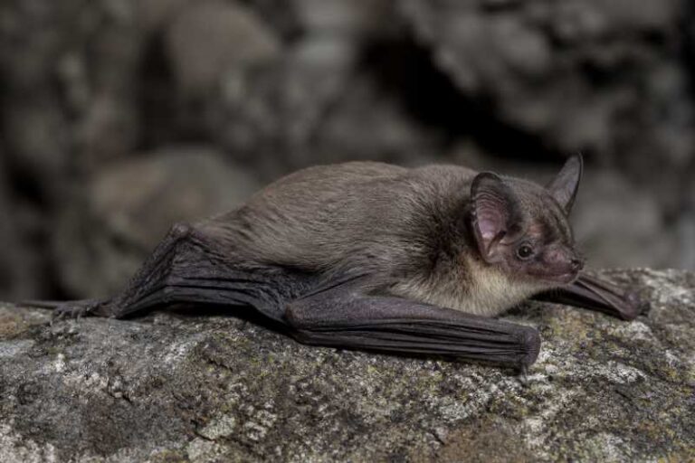 Image of a Elegant Myotis in its natural habitat