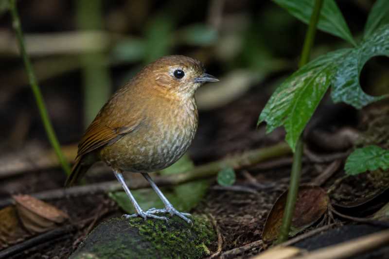 Image of a Elusive Antpitta in its natural habitat