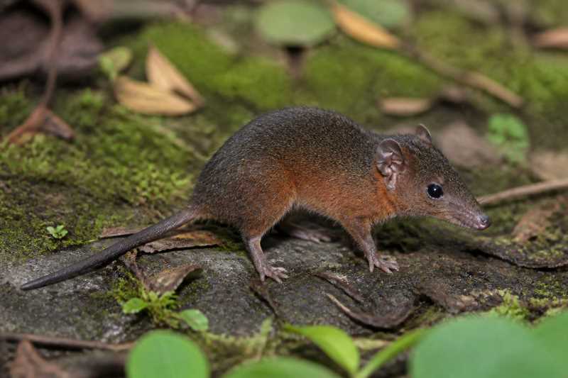Image of a Emilie's Short-tailed Opossum in its natural habitat